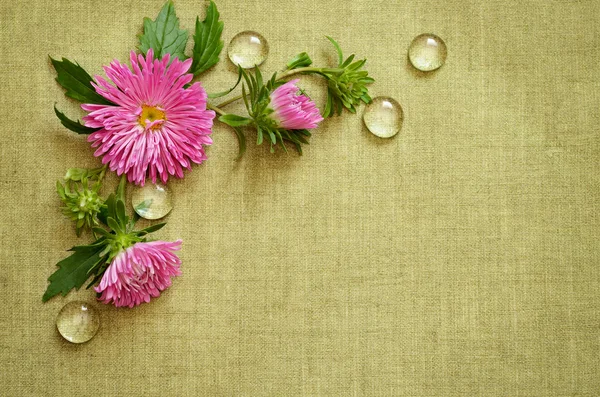 Pink asters composition — Stock Photo, Image