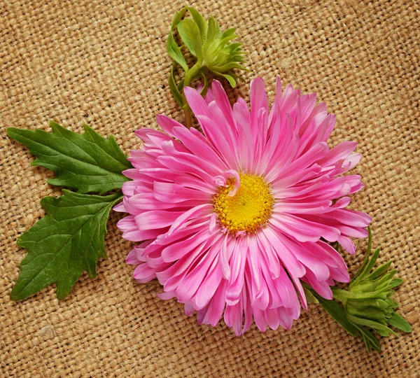 Pink aster on canvas — Stock Photo, Image