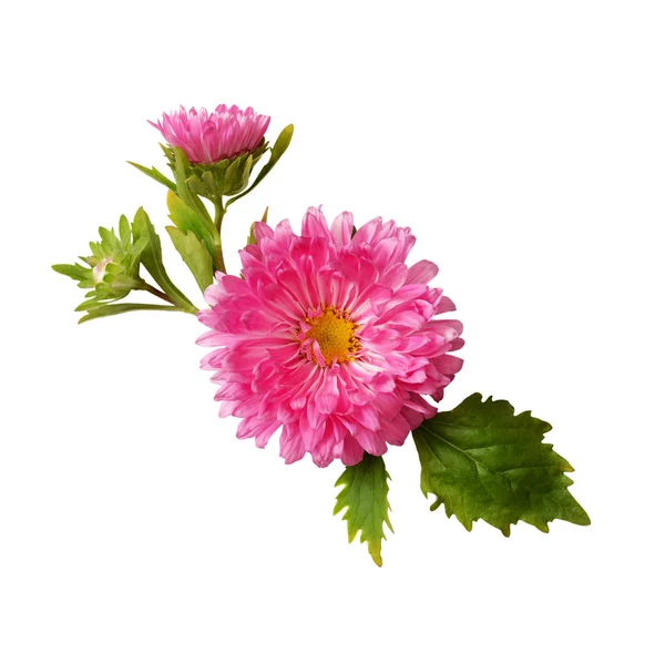 Aster sammansättning — Stockfoto