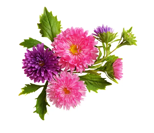 Asters composition — Stock Photo, Image