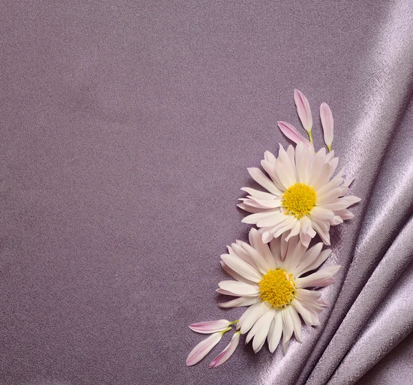 Seidenstoff mit Gänseblümchen — Stockfoto