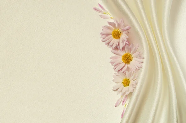 Fond satiné blanc avec asters — Photo