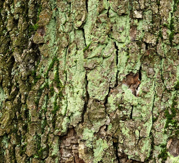 青苔树皮 — 图库照片