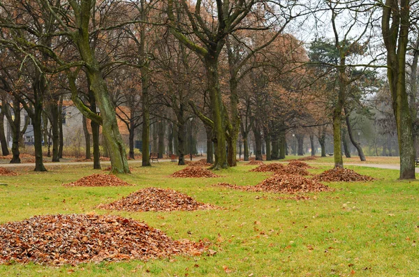 落叶的秋天公园 — 图库照片