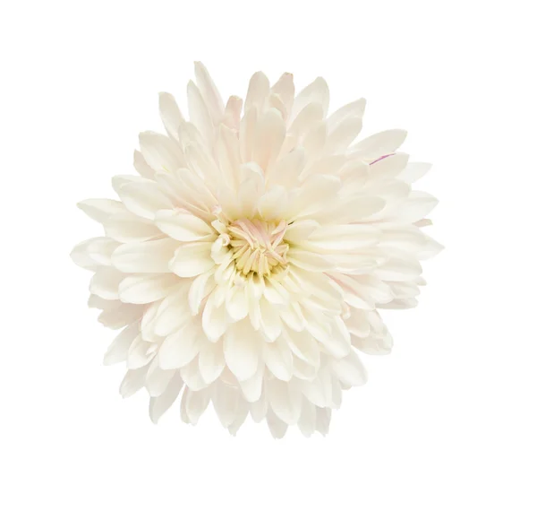 White aster — Stock Photo, Image