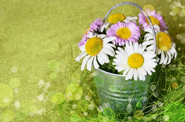 Rural composition with daisies — Stock Photo, Image