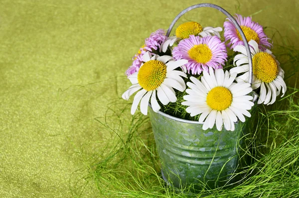 Rural samenstelling met madeliefjes — Stockfoto