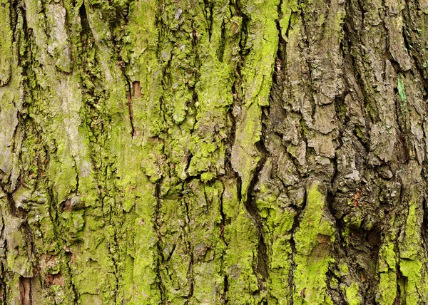 Casca de árvore verde — Fotografia de Stock