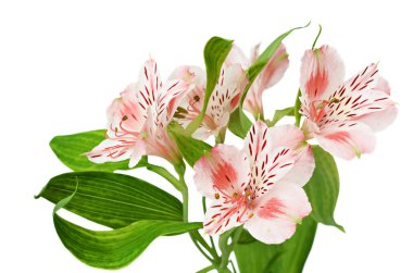 alstroemeria
