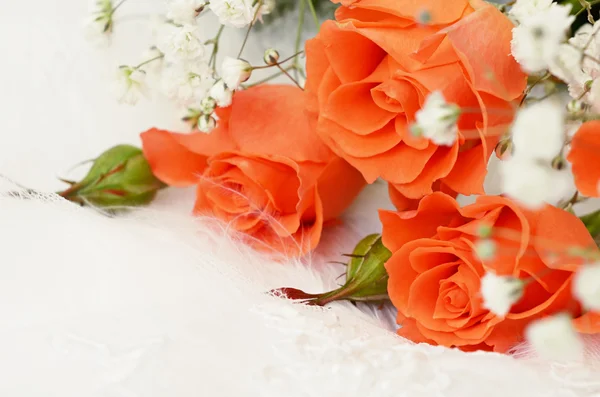 Roses on white background — Stock Photo, Image