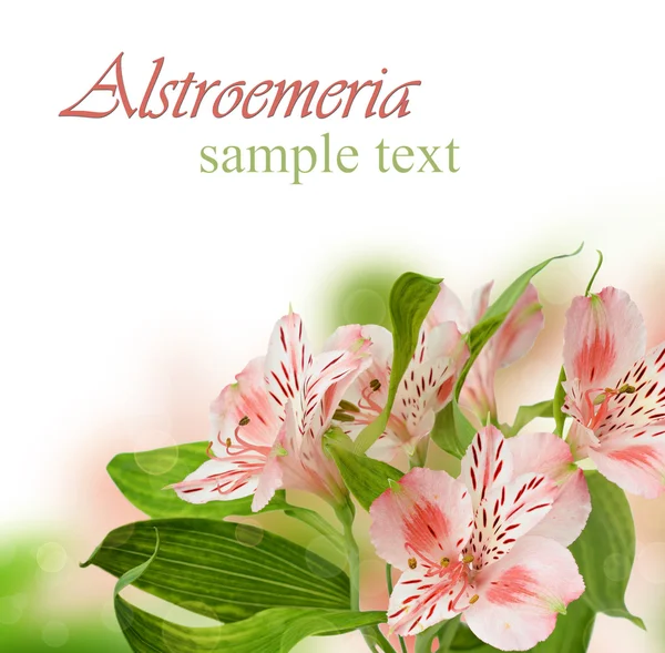 Alstroemeria flores —  Fotos de Stock