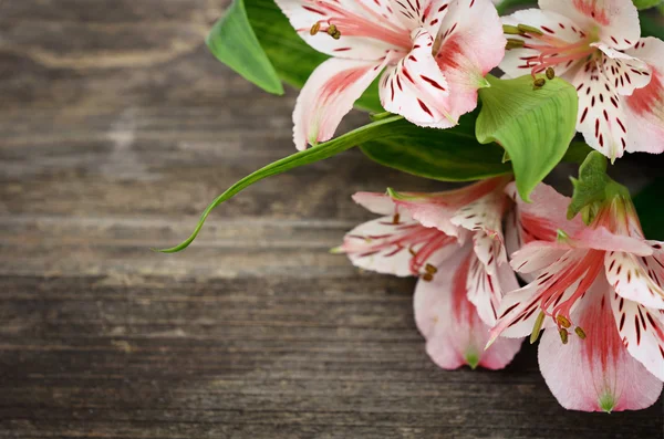 Pink flowers on wooden background — Stock Photo, Image