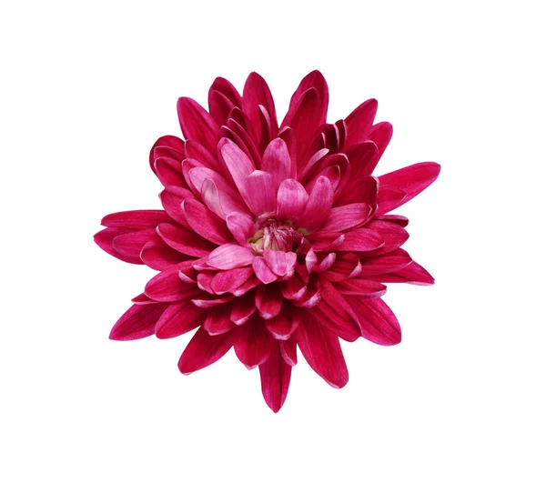 Roze aster — Stockfoto