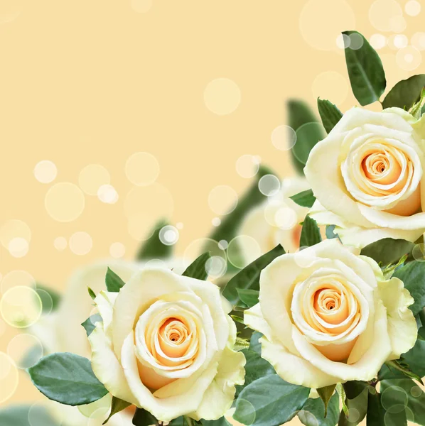 Roses on peach backround — Stock Photo, Image