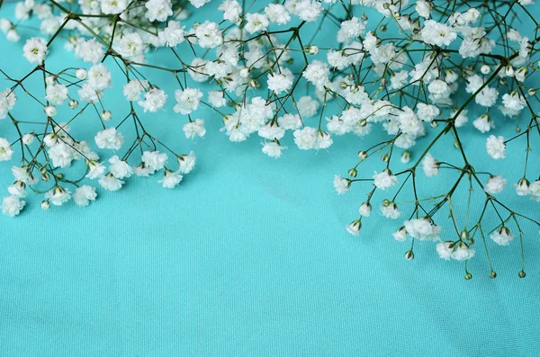 White flowers on blue background — Stock Photo, Image