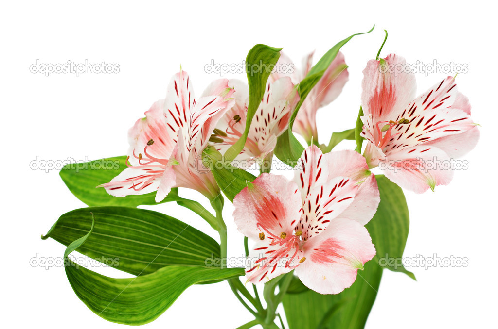 Alstroemeria