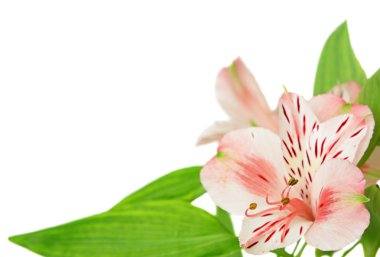 alstroemeria