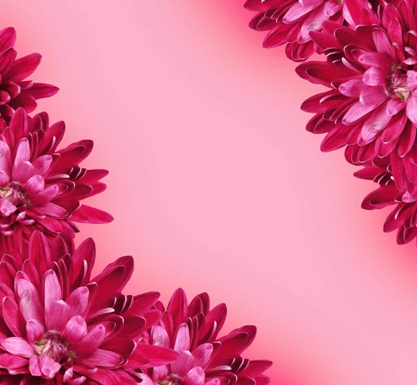 Aster Blumen Hintergrund — Stockfoto