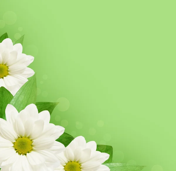 Daisy květiny pozadí — Stock fotografie