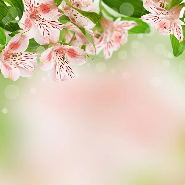 Alstroemeria flowers on spring background — Stock Photo, Image