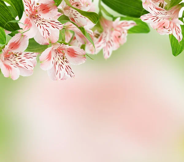 Alstroemeria fleurs sur fond de printemps — Photo