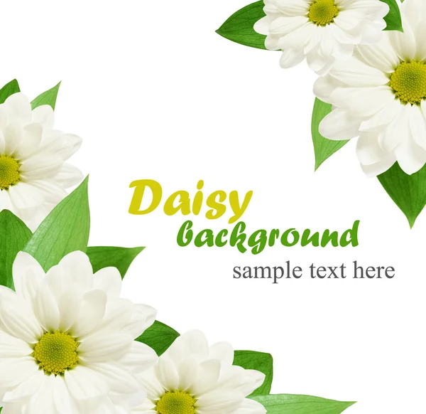 Daisy flowers background — Stock Photo, Image