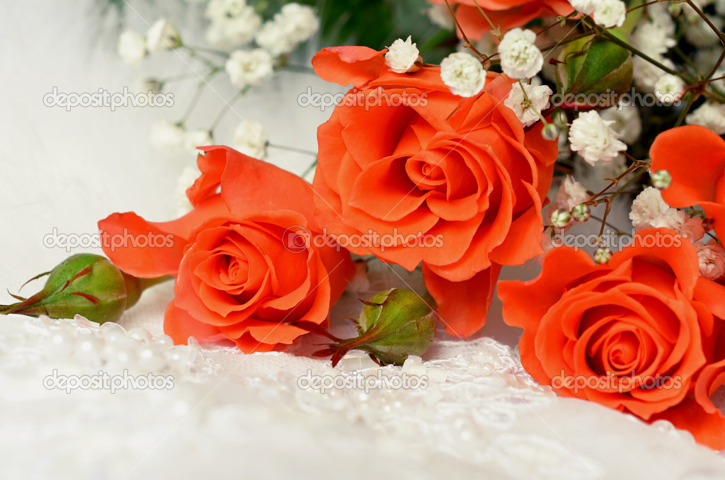 Orange roses on white