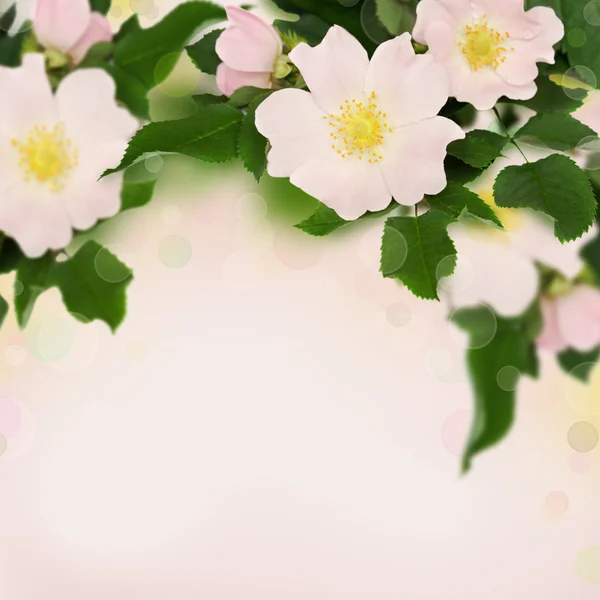 Růžové květy divoké růže — Stock fotografie