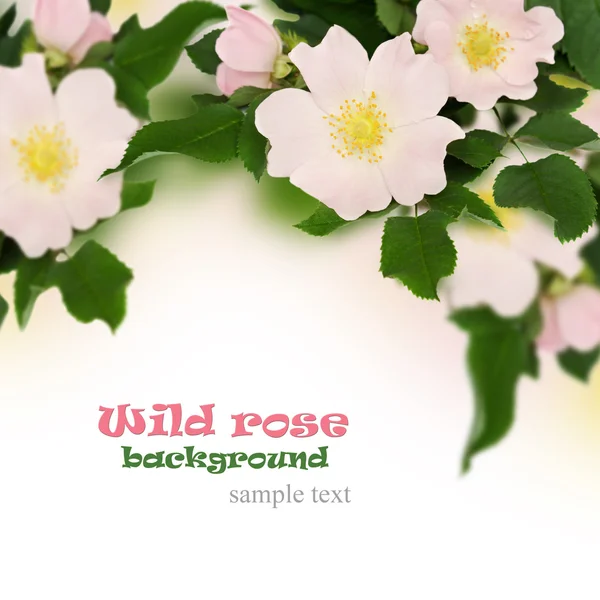 Pink flowers of wild rose — Stock Photo, Image