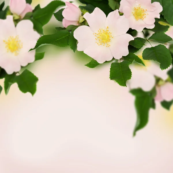 Pink flowers of wild rose — Stock Photo, Image