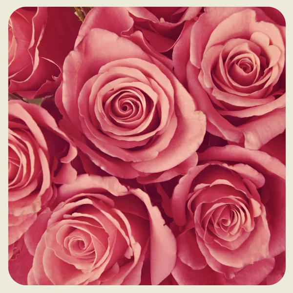 Rosas cor de rosa — Fotografia de Stock