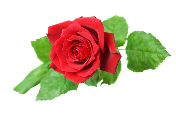 红玫瑰鲜花 — 图库照片