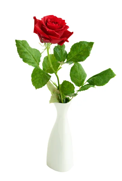 Красный цветок розы в вазе — стоковое фото