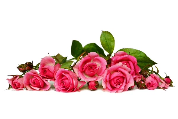 Pink rose flowers — Stock Photo, Image