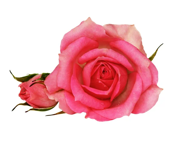 Rosa Rosenblüte — Stockfoto