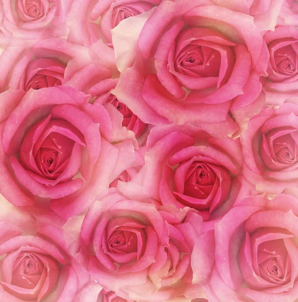 粉红色的月季花 — 图库照片