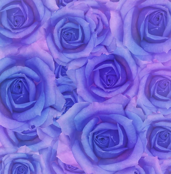 Fleurs roses bleues — Photo