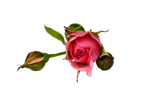 粉红色的玫瑰花的花芽形成 — 图库照片