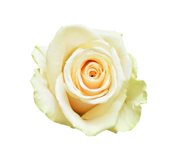 Λευκό ροδαλό λουλούδι σε άσπρο φόντο — Φωτογραφία Αρχείου
