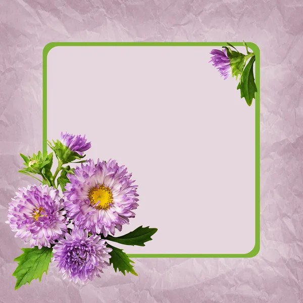 Aster bloemen composotion en frame — Stockfoto