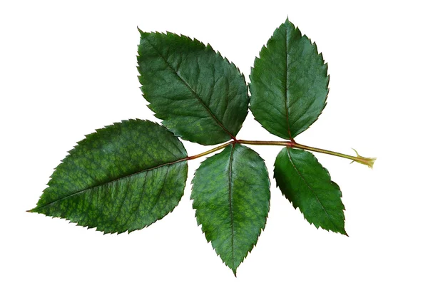 Green rose leaves — Stock Photo, Image