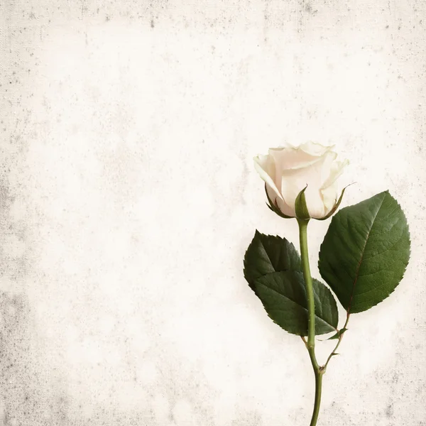 White rose on vintage background — Stock Photo, Image