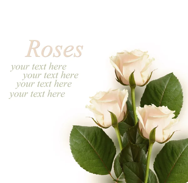 Roses on white background — Stock Photo, Image