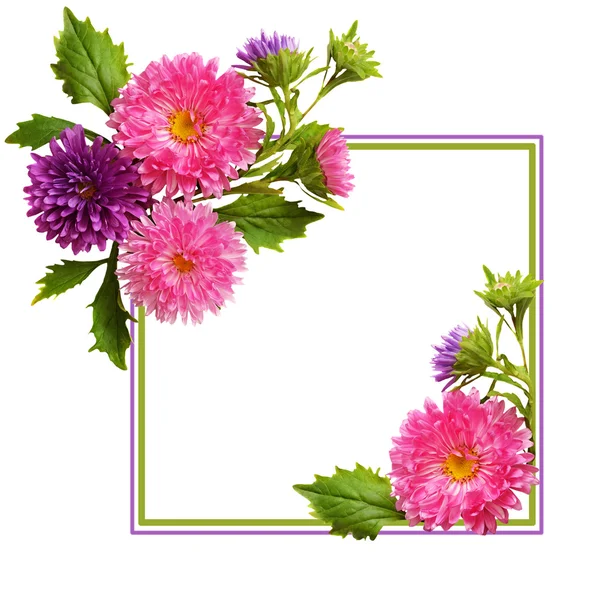 Aster bloemen samenstelling en frame — Stockfoto