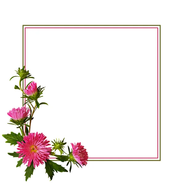Aster flores composición y marco — Foto de Stock