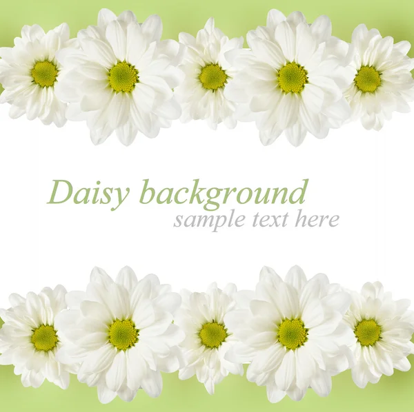 Background with daisy flowers lines — Stock Photo, Image