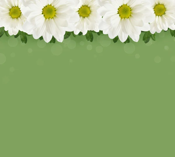 Daisy flowers line — Stock Photo, Image