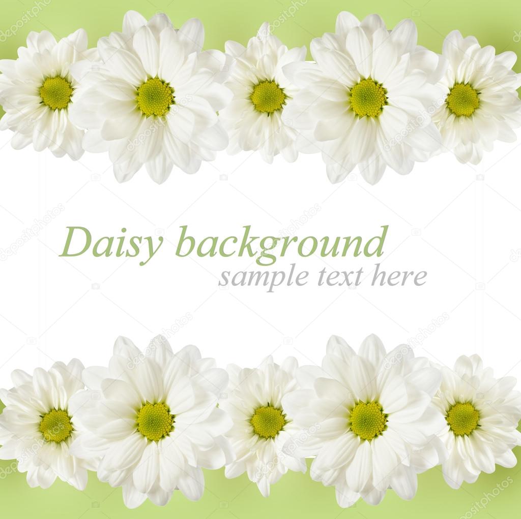 Background with daisy flowers lines
