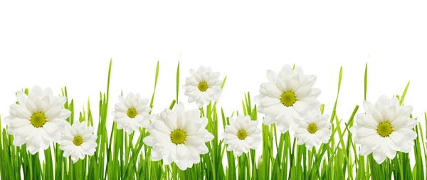 Grass and daisy flower edge — Stock Photo, Image