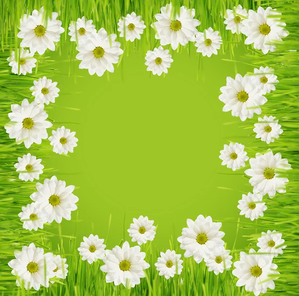 Gras en daisy flower frame — Stockfoto